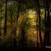 Forest Scene - West Virginia