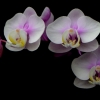Phalenopsis Orchid