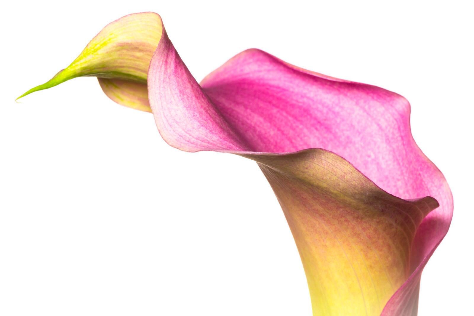 RDPC May 2026 Newsletter Image Tom Hennessy