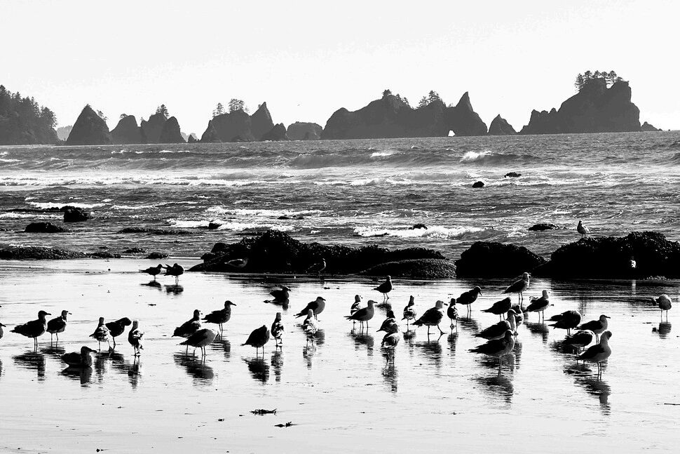 Curt Sessler_Stacks and Birds _